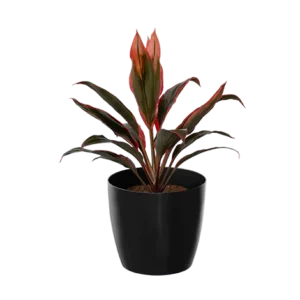 Dracaena Light Orange