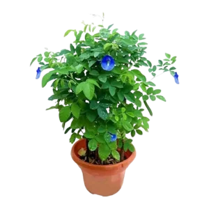 Dracaena Mini Blue