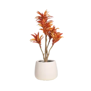 Dracaena New Orange