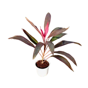 Dracaena New Pink