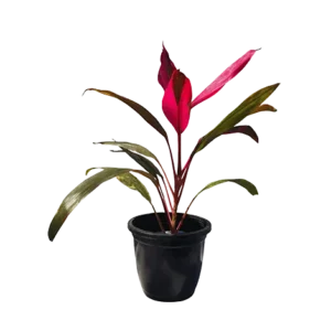 Dracaena New Red