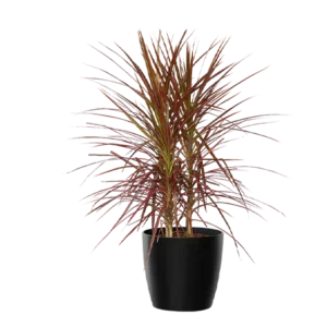 Dracaena Orange Big Leaf