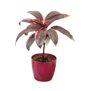 Dracaena Red Ruby (Sulochana)