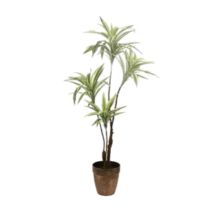 Dracaena Tall White