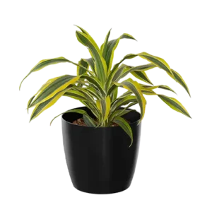 Dracaena Victoria Green