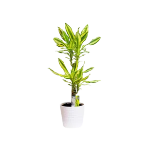 Dracaena Yellow