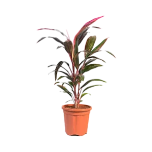 Dracaena Baby Doll