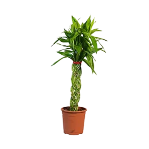 Bamboo Golden (Three In One)