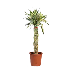 Bamboo Variegated