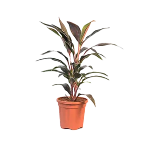 Dracaena Choco