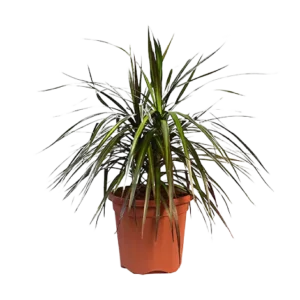 Dracaena Black (Coloroma)