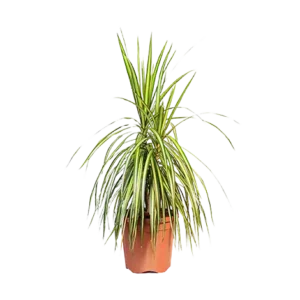 Dracaena Lemon (Coloroma)