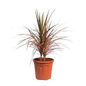 Dracaena Red (Coloroma)