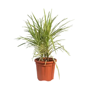 Dracaena White (Coloroma)