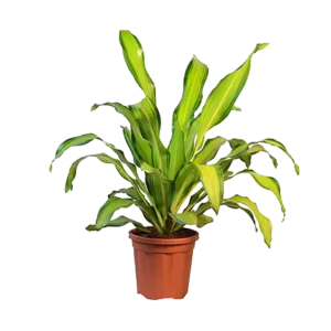 Dracaena Dharasing