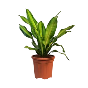 Dracaena Dharasingh Green