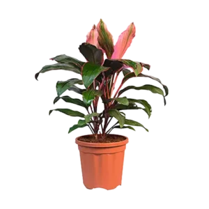 Dracaena Kedarnath