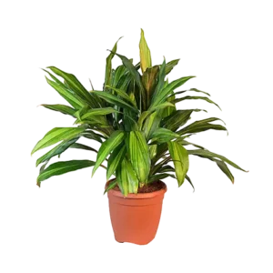 Dracaena Kiwi Green
