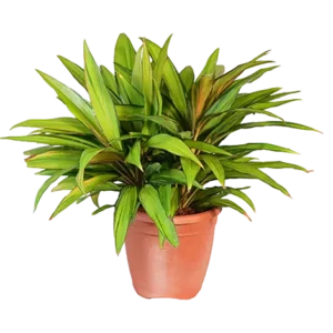 Dracaena Kiwi Golden