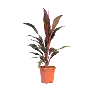 Dracaena Mahatma