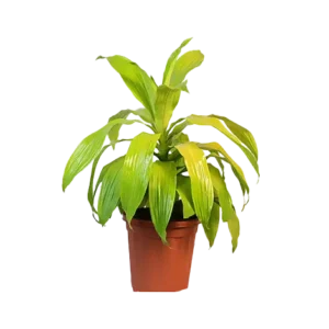 Massangeana Gold