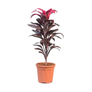 Dracaena Dwarf (Sulochana)
