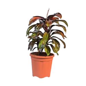 Dracaena Rambo