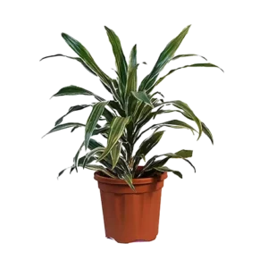Dracaena Silver