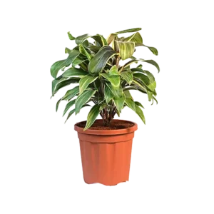Dracaena Variegated
