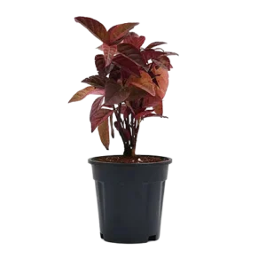 Eranthemum