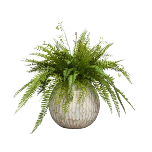Fern Mix New