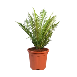 Fern Tree