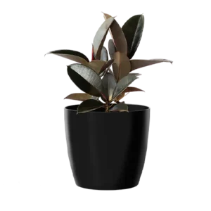Ficus Black