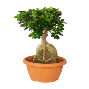 Ficus Cristina Black
