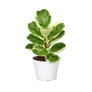 Ficus Lyrata Single Big Leaf