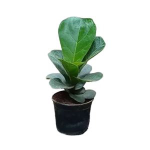 Ficus Lyrata Single Small Leaf