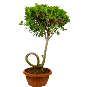 Ficus Moclame