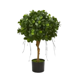 Ficus Panda