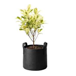 Ficus Star Light