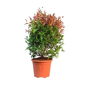 Ficus Cristina Cone