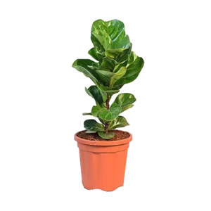 Ficus Lyrata