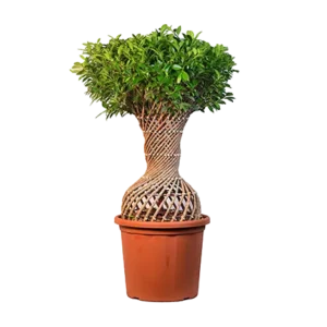Ficus Micro Karpa