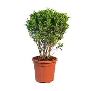Ficus Micro Mini