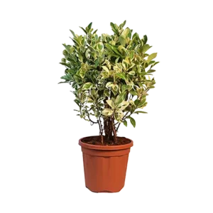 Ficus Safari