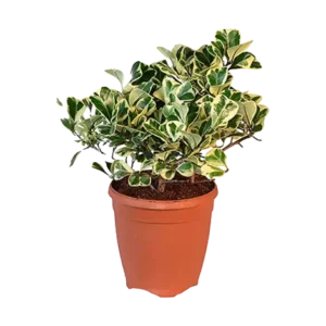 Ficus Triangular