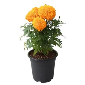 French Marigold