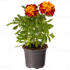 French Marigold Big