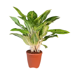 Aglaonema Golden Papaya
