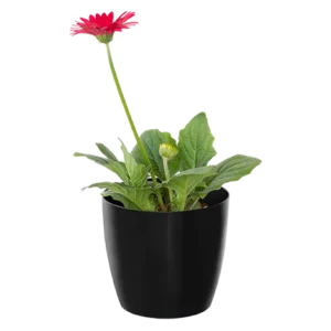 Gerbera