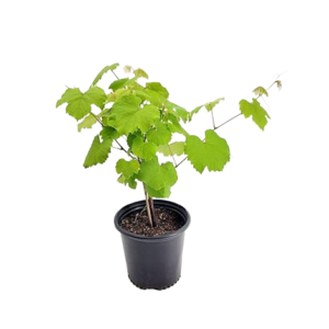 Grapes Grafting